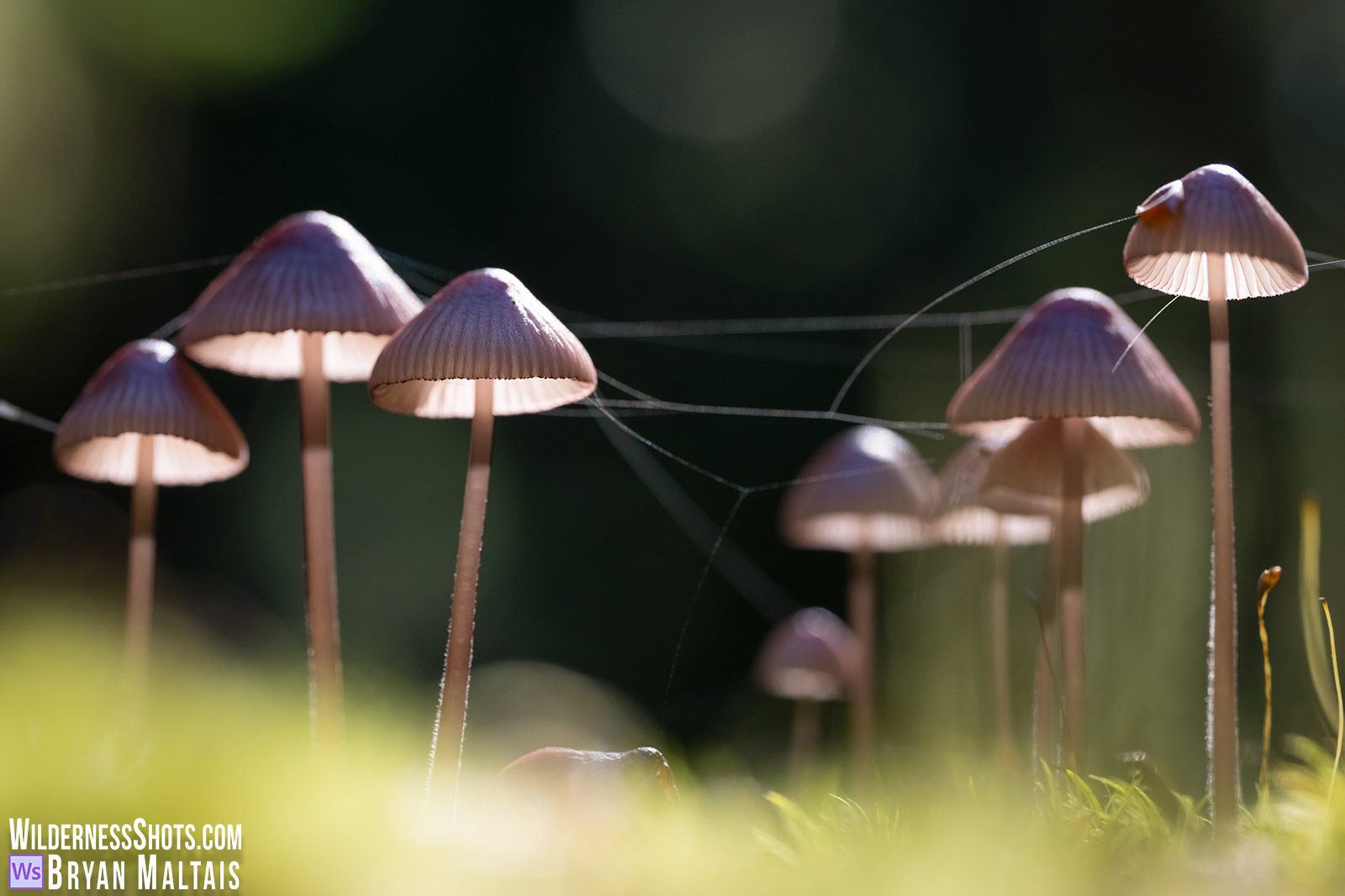 Sunny Bonnets in webs-Mt. Rainier, WA
