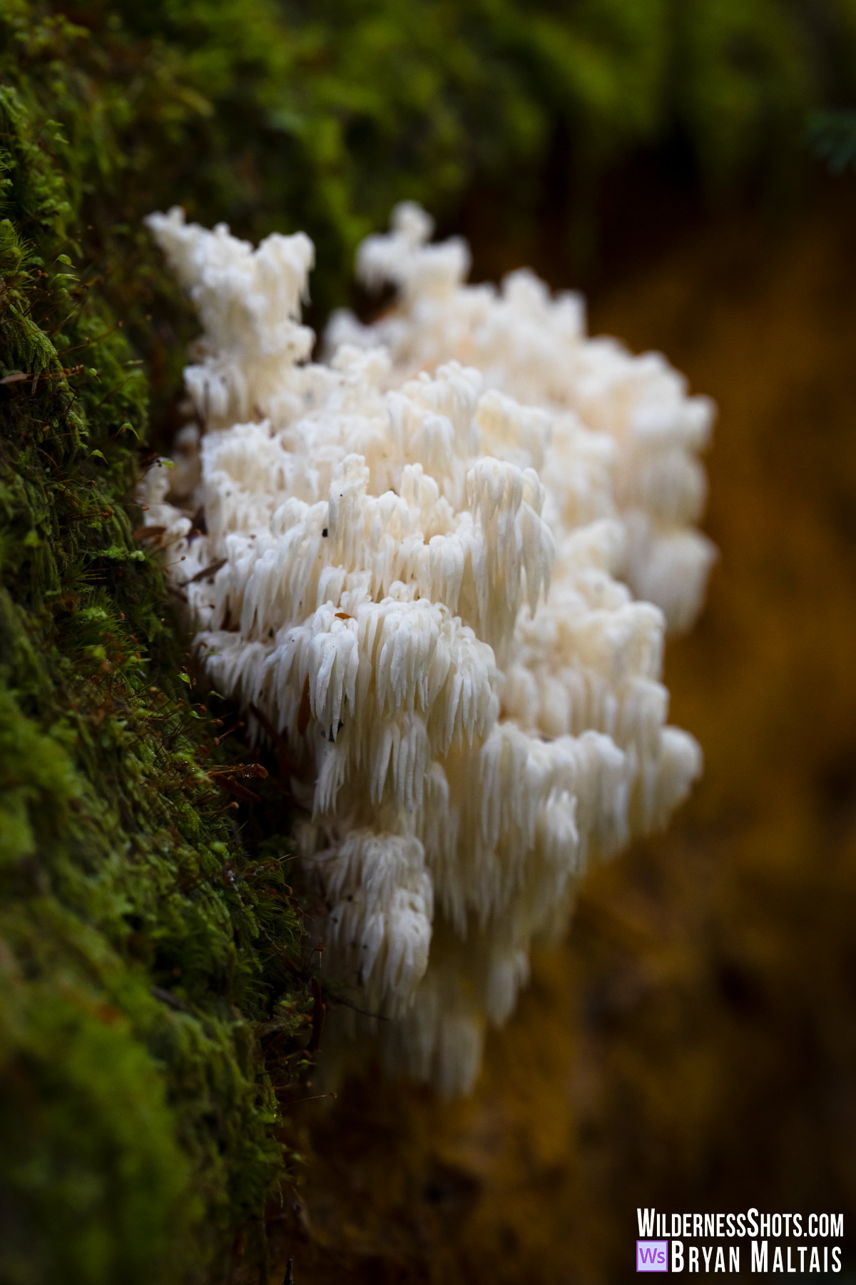 Bear's Head Fungus-Mt. Rainier, WA