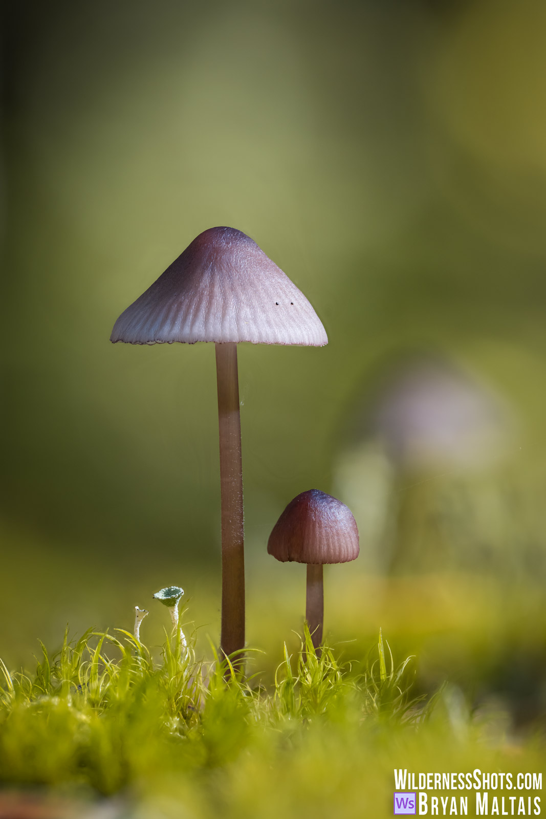 Purple-edge Bonnet-Mt. Rainier, WA