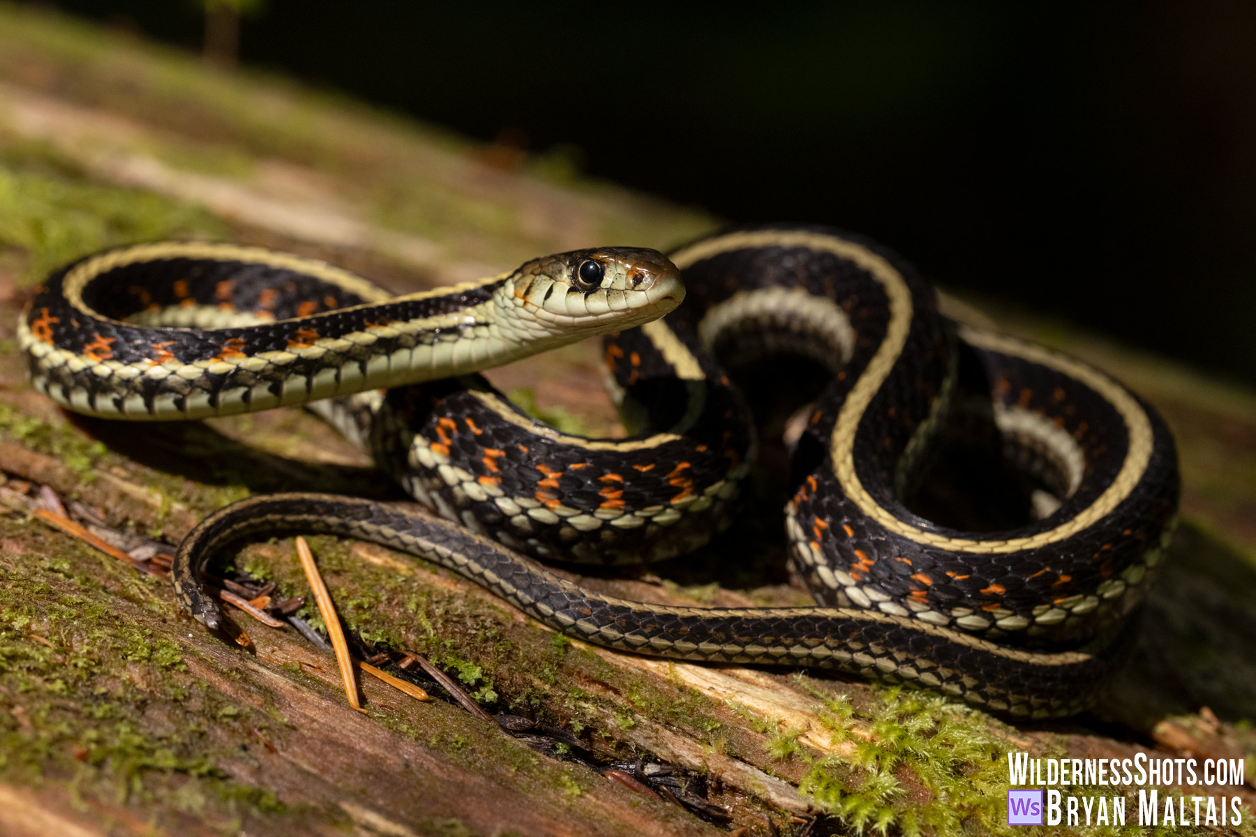 Common Garter Snake Red Sided Mt Rainer