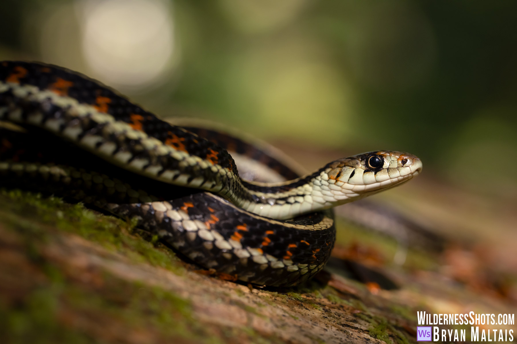 Red-sided Common Garter Snake-Mt. Rainier, WA